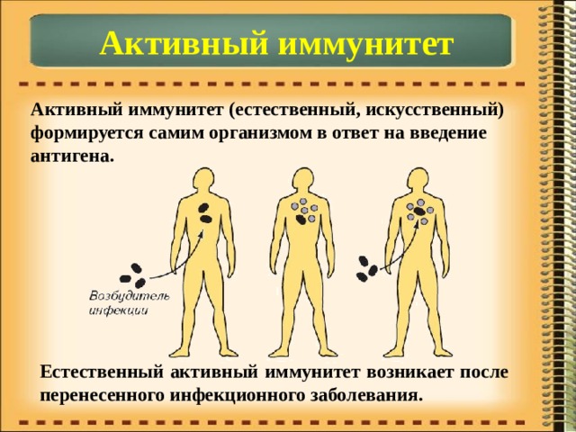 Активный иммунитет Активный иммунитет (естественный, искусственный) формируется самим организмом в ответ на введение антигена. Естественный активный иммунитет возникает после перенесенного инфекционного заболевания. 