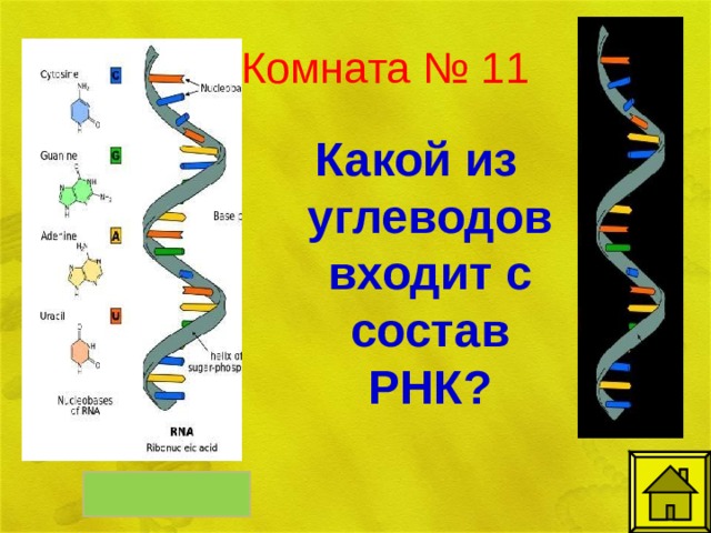 Комната № 11 Какой из углеводов входит с состав РНК? рибоза
