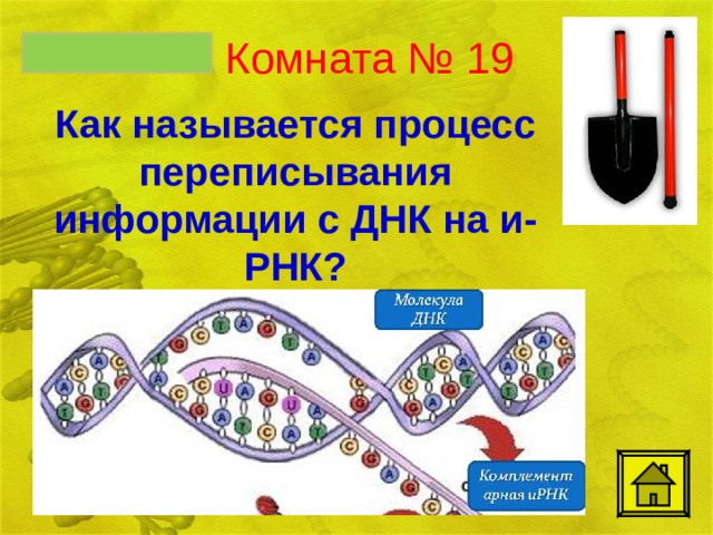 Комната № 19 транскрипция Как называется процесс переписывания информации с ДНК на и-РНК?