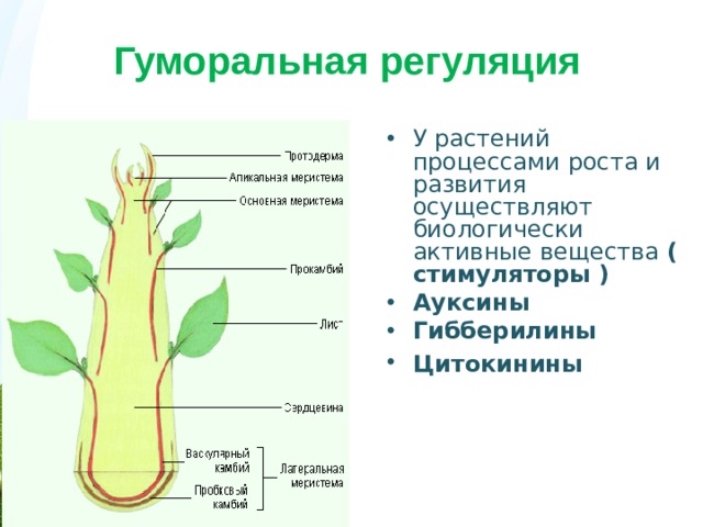 Гуморальная регуляция У растений процессами роста и развития осуществляют биологически активные вещества ( стимуляторы ) Ауксины Гибберилины Цитокинины  