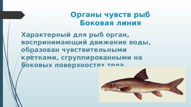 Органы чувств рыб  Боковая линия Характерный для рыб орган, воспринимающий движение воды, образован чувствительными клетками, сгруппированными на боковых поверхностях тела. 