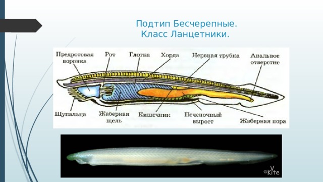 Подтип Бесчерепные.  Класс Ланцетники.   