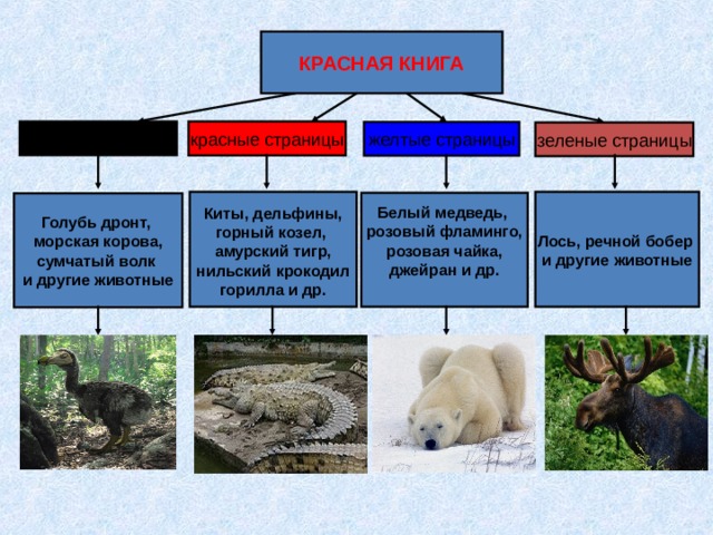 Страницы красной книги по цветам. Цветные страницы красной книги животные. Синие страницы красной книги животные. Животные на голубой странице красной книги. Красная книга цвет страниц и примеры.
