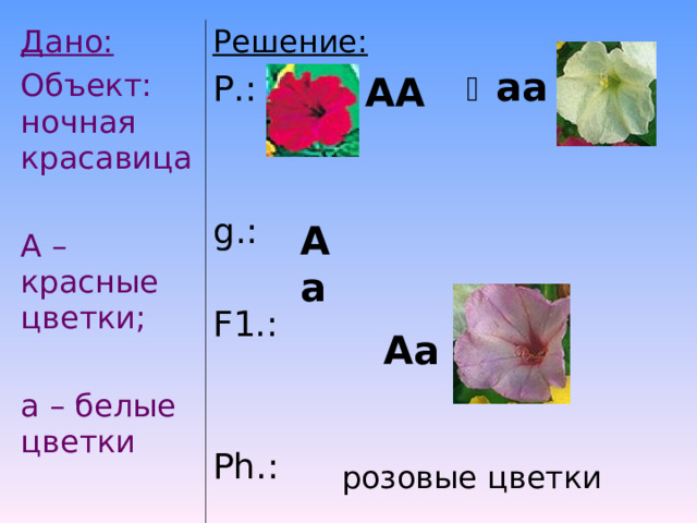 Дано: Объект: ночная красавица А – красные цветки; а – белые цветки Решение: Р.:   g .: F 1.: Ph .: аа АА А а Аа розовые цветки 