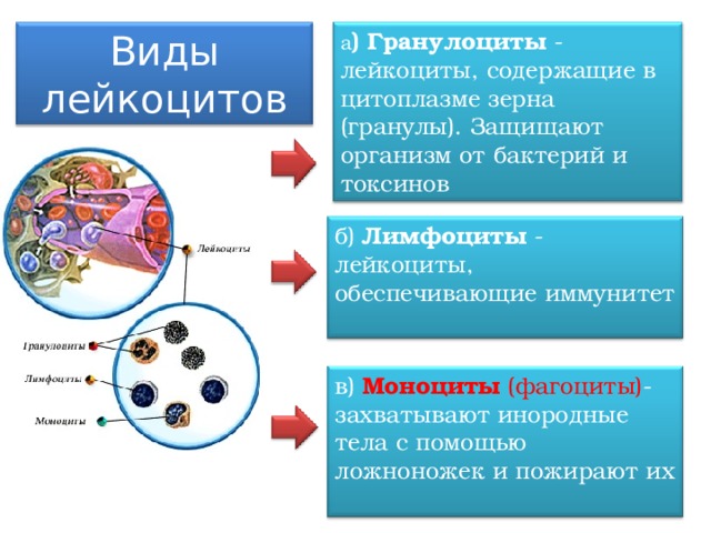 а ) Гранулоциты - лейкоциты, содержащие в цитоплазме зерна (гранулы). Защищают организм от бактерий и токсинов Виды лейкоцитов б) Лимфоциты - лейкоциты, обеспечивающие иммунитет в) Моноциты (фагоциты) - захватывают инородные тела с помощью ложноножек и пожирают их 12 