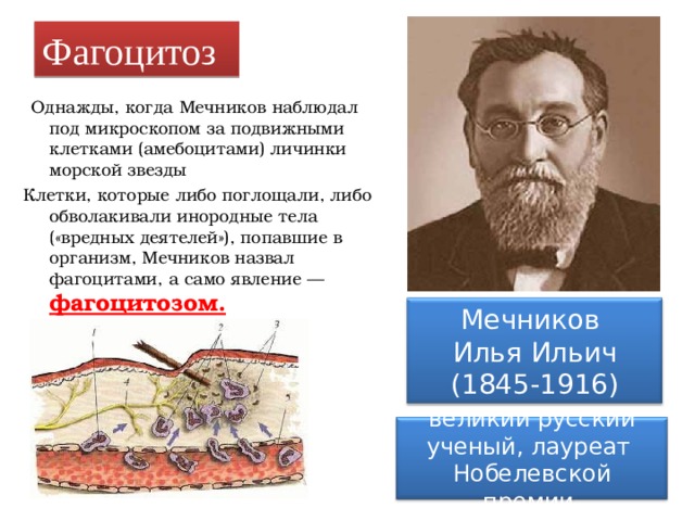 Фагоцитоз  Однажды, когда Мечников наблюдал под микроскопом за подвижными клетками (амебоцитами) личинки морской звезды Клетки, которые либо поглощали, либо обволакивали инородные тела («вредных деятелей»), попавшие в организм, Мечников назвал фагоцитами, а само явление — фагоцитозом. Мечников Илья Ильич (1845-1916) великий русский ученый, лауреат Нобелевской премии. 