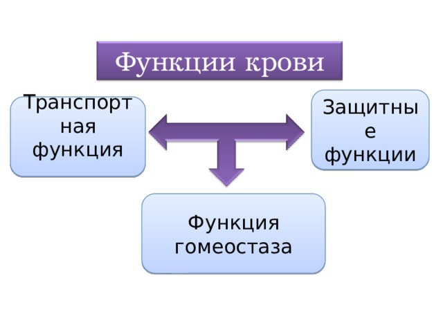 Функции крови Защитные функции Транспортная функция   Функция гомеостаза 