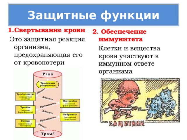 Защитные функции 1.Свертывание крови   Это защитная реакция организма, предохраняющая его от кровопотери 2. Обеспечение иммунитета  Клетки и вещества крови участвуют в иммунном ответе организма 