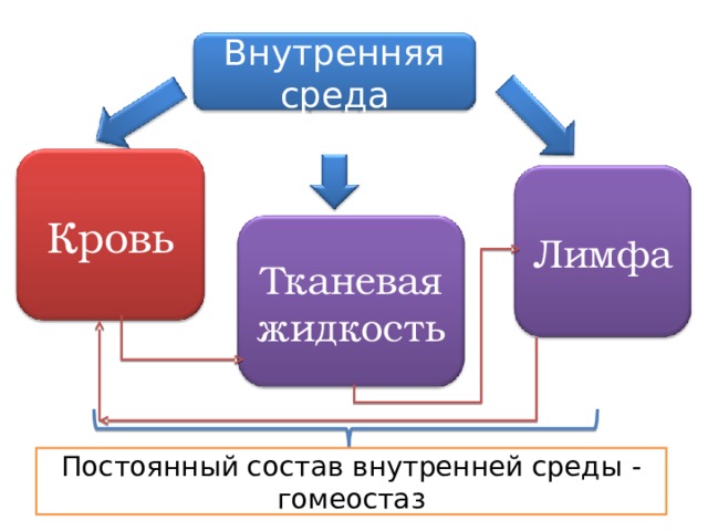 Внутренняя среда Кровь Лимфа Тканевая жидкость Постоянный состав внутренней среды - гомеостаз 