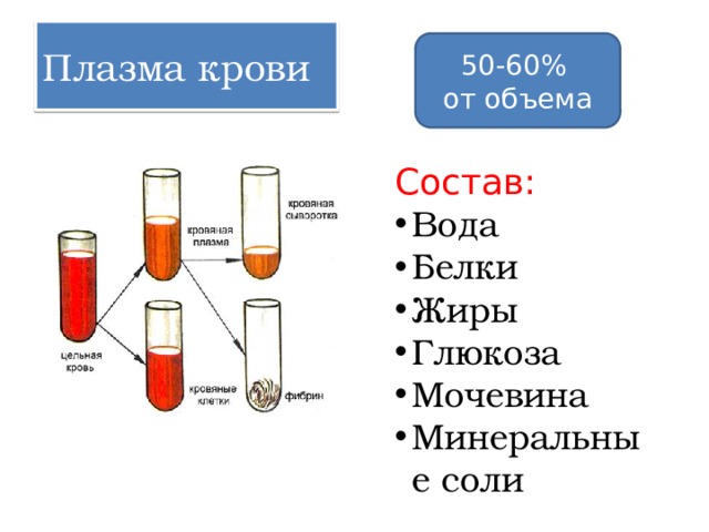 Плазма крови 50-60% от объема Состав: Вода Белки Жиры Глюкоза Мочевина Минеральные соли 