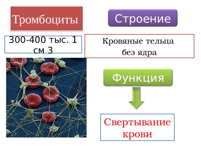 Тромбоциты Строение Кровяные тельца без ядра 300-400 тыс. 1 см 3 Функция Свертывание крови 