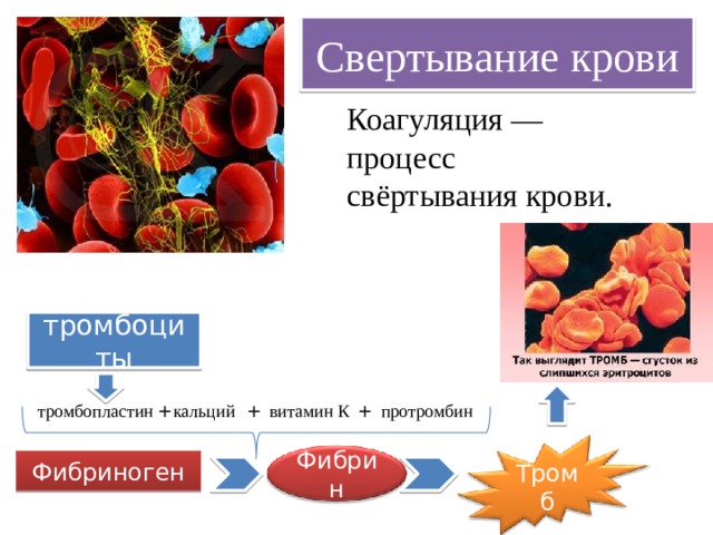 Свертывание крови Коагуляция — процесс свёртывания крови. тромбоциты протромбин витамин К + +  кальций тромбопластин + Фибриноген Фибрин Тромб 