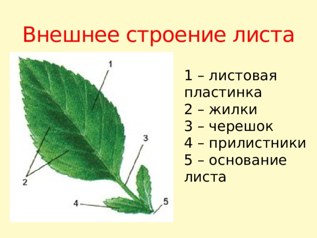 Внешнее строение листа 1 – листовая пластинка 2 – жилки 3 – черешок 4 – прилистники 5 – основание листа 