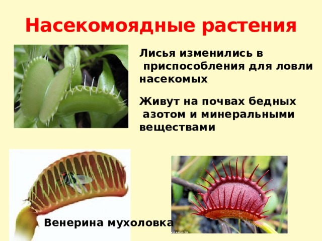 Насекомоядные растения Лисья изменились в  приспособления для ловли насекомых Живут на почвах бедных  азотом и минеральными веществами Венерина мухоловка 