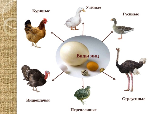 Утиные Куриные Гусиные Виды яиц   Страусиные Индюшачьи Перепелиные 