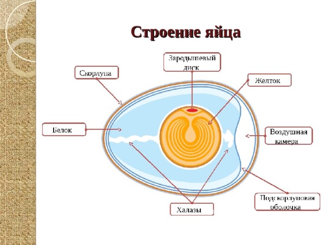Строение яйца 
