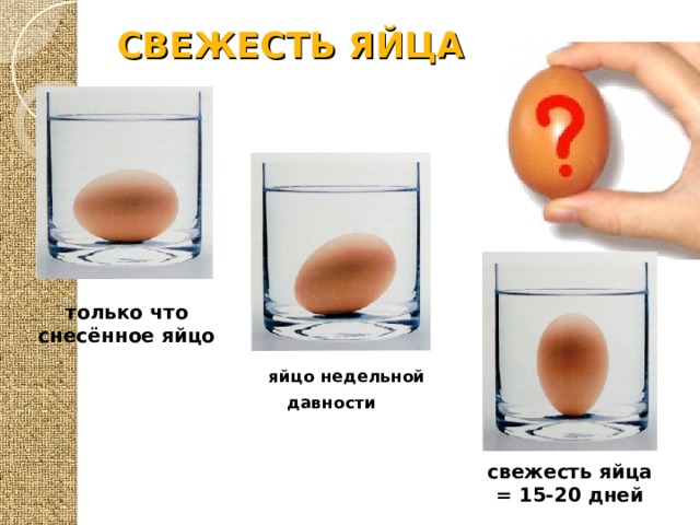 СВЕЖЕСТЬ ЯЙЦА   только что снесённое яйцо яйцо недельной давности  свежесть яйца = 15-20 дней 