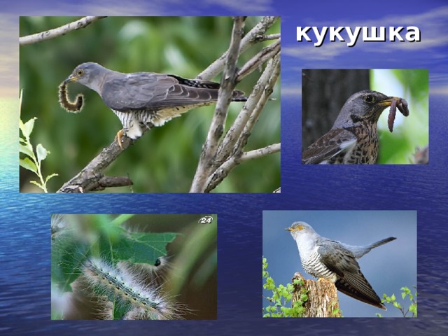 кукушка 