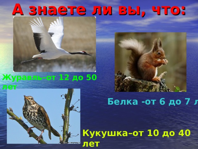 А знаете ли вы, что: Журавль–от 12 до 50 лет Белка -от 6 до 7 лет Кукушка–от 10 до 40 лет 