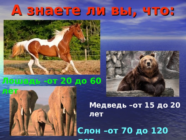А знаете ли вы, что: Лошадь -от 20 до 60 лет Медведь –от 15 до 20 лет Слон –от 70 до 120 лет 
