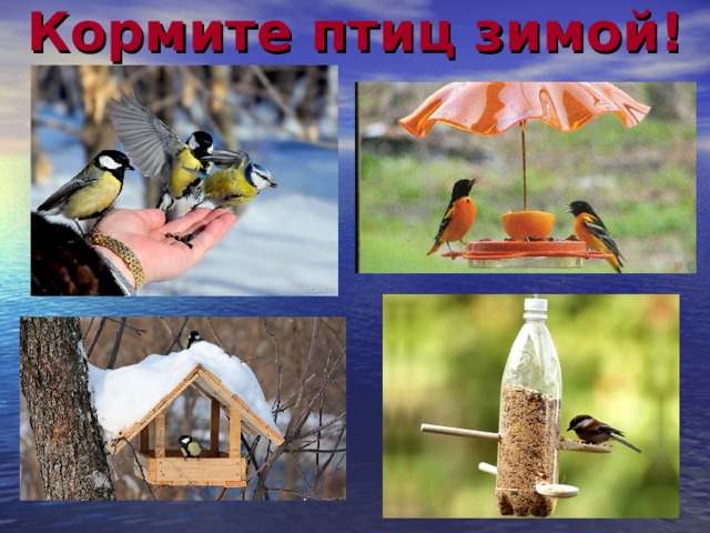 Кормите птиц зимой! 