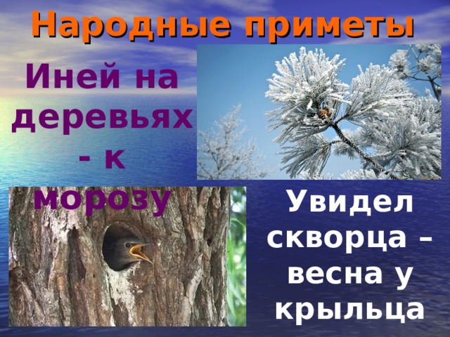 Народные приметы Иней на деревьях - к морозу Увидел скворца – весна у крыльца 