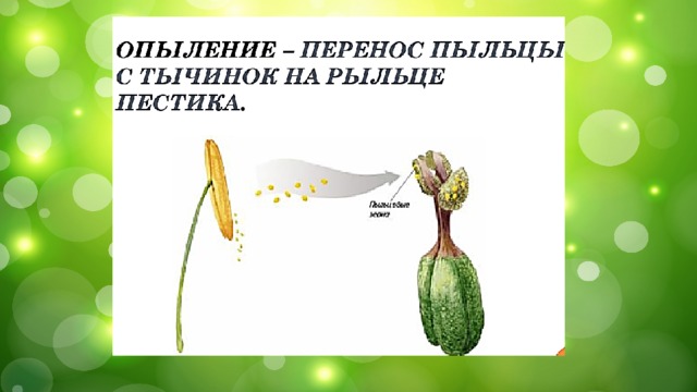 ОПЫЛЕНИЕ 