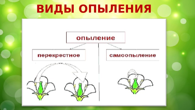 Типы опыления