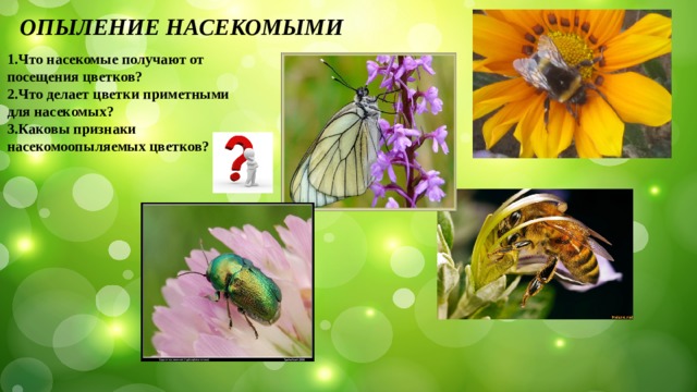 ОПЫЛЕНИЕ НАСЕКОМЫМИ 1.Что насекомые получают от посещения цветков? 2.Что делает цветки приметными для насекомых? 3.Каковы признаки насекомоопыляемых цветков? 