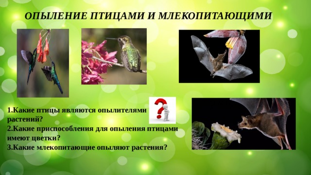 ОПЫЛЕНИЕ ПТИЦАМИ И МЛЕКОПИТАЮЩИМИ 1.Какие птицы являются опылителями растений? 2.Какие приспособления для опыления птицами имеют цветки? 3.Какие млекопитающие опыляют растения?  