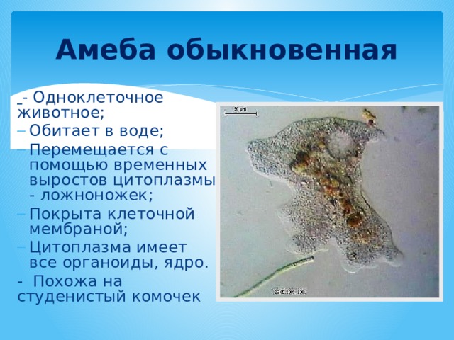Амеба обыкновенная  - Одноклеточное животное; Обитает в воде; Перемещается с помощью временных выростов цитоплазмы - ложноножек; Покрыта клеточной мембраной; Цитоплазма имеет все органоиды, ядро. - Похожа на студенистый комочек 