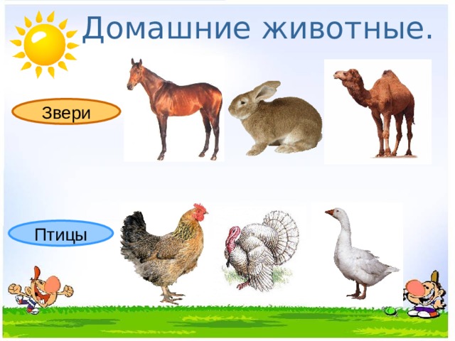 Домашние животные. Звери Птицы 