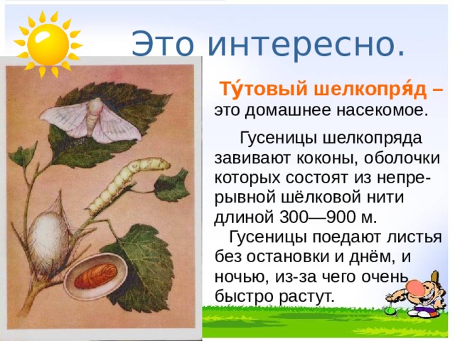 Это интересно.   Ту́товый шелкопря́д – это домашнее насекомое.    Гусеницы шелкопряда завивают коконы, оболочки которых состоят из непре-рывной шёлковой нити длиной 300—900 м.     Гусеницы поедают листья без остановки и днём, и ночью, из-за чего очень быстро растут. 