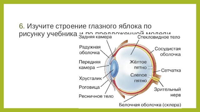 6. Изучите строение глазного яблока по рисунку учебника и по предложенной модели. 