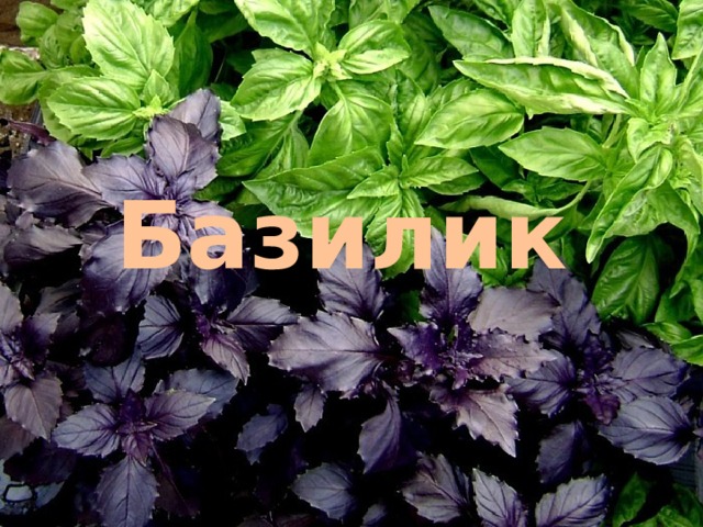Базилик 