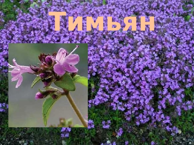 Тимьян 