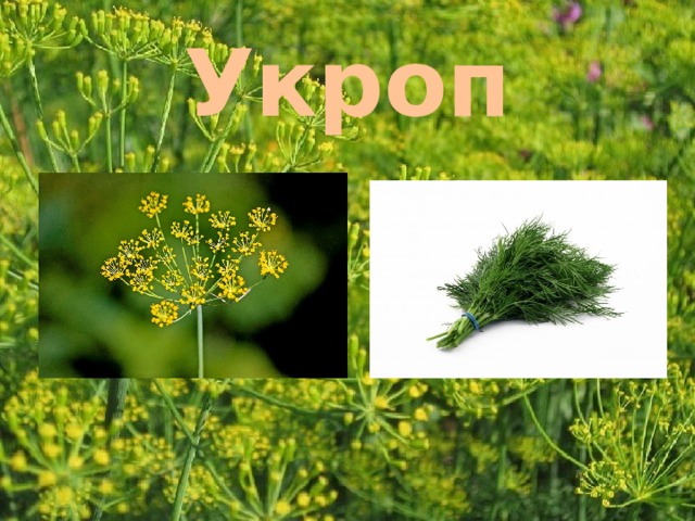 Укроп 