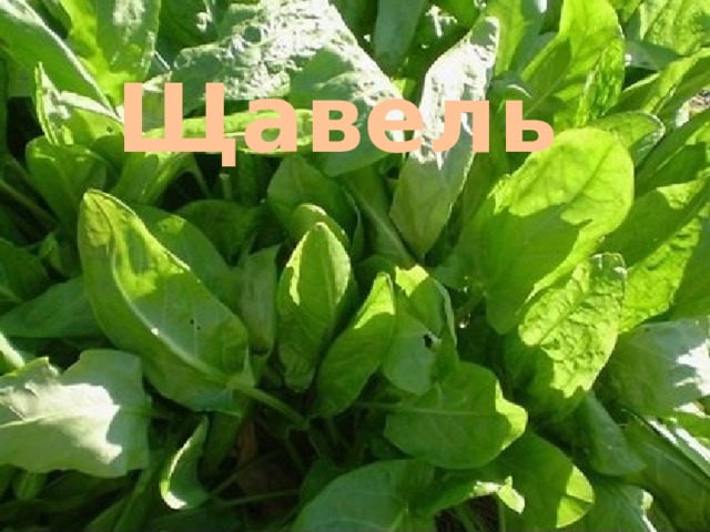 Щавель 