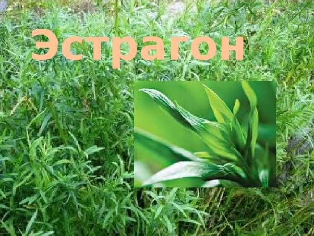 Эстрагон 