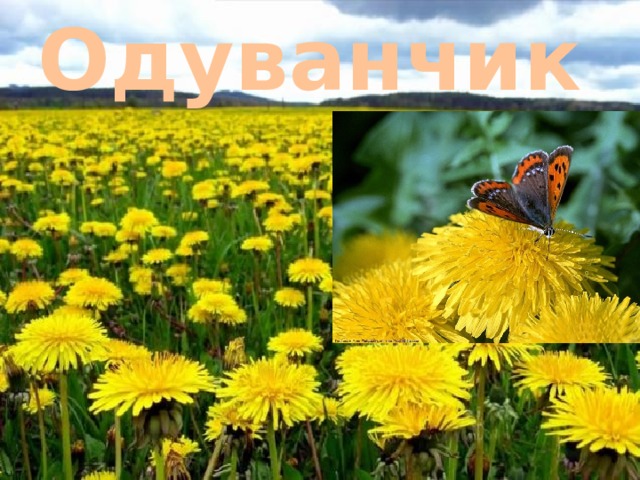 Одуванчик 