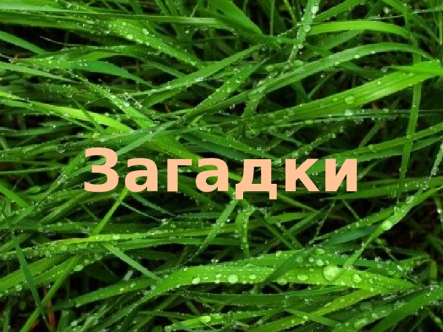Загадки 