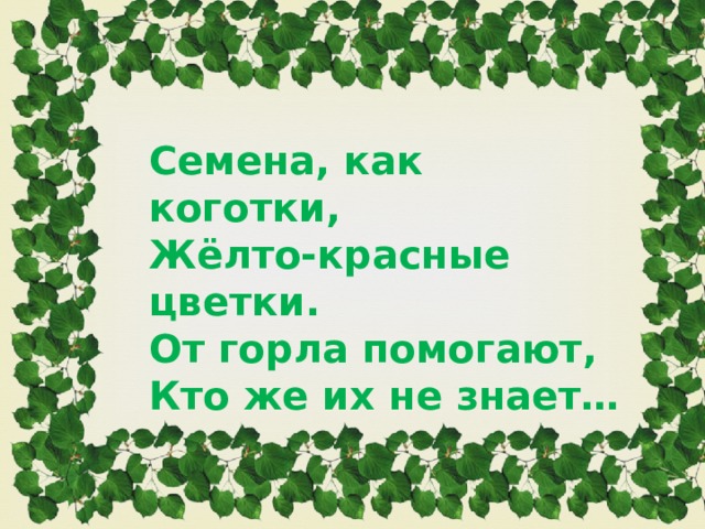 Семена, как коготки, Жёлто-красные цветки. От горла помогают, Кто же их не знает… 