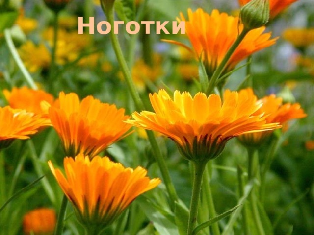 Ноготки 