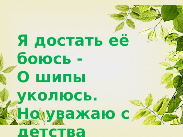 Я достать её боюсь - О шипы уколюсь. Но уважаю с детства Сердечное средство. 