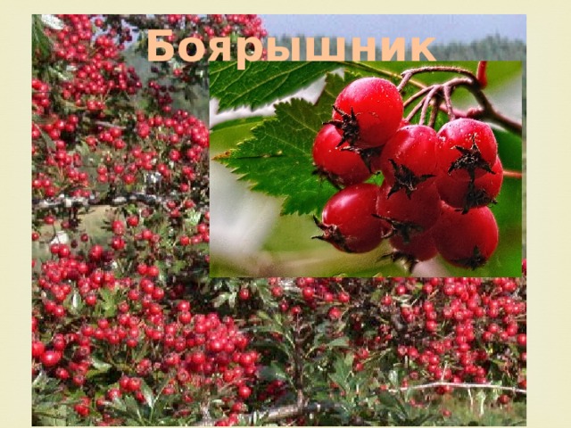 Боярышник 