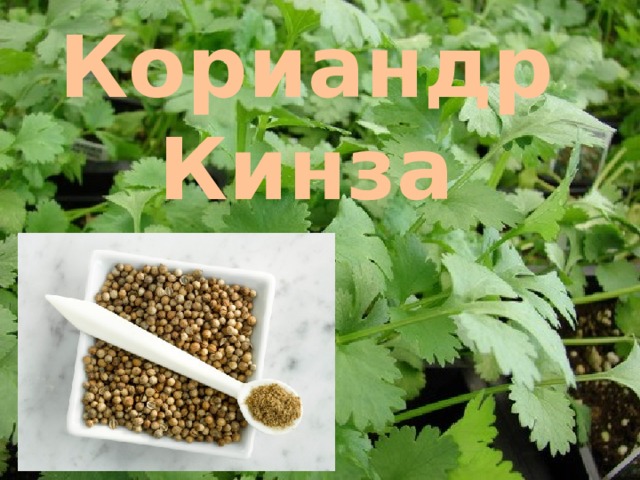 Кориандр Кинза 