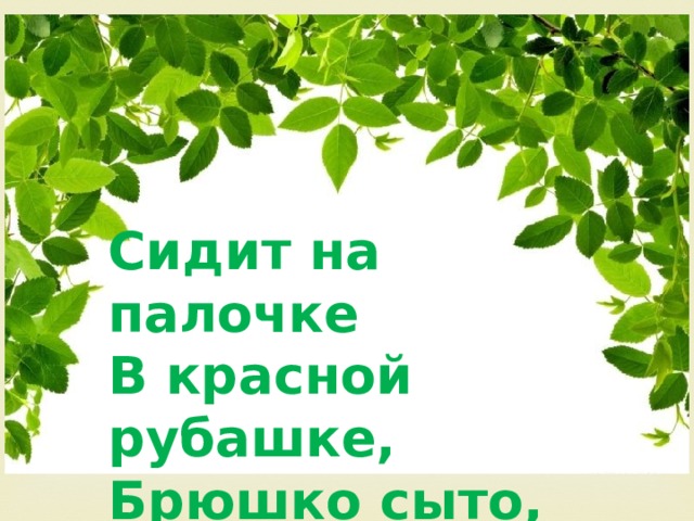 Сидит на палочке В красной рубашке, Брюшко сыто, Камешками набито. 