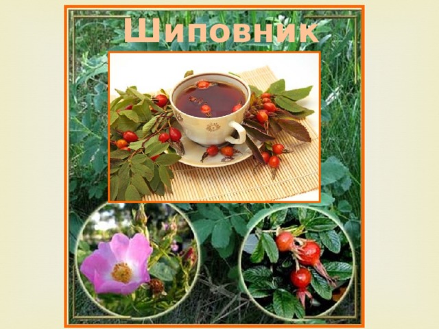 Шиповник 