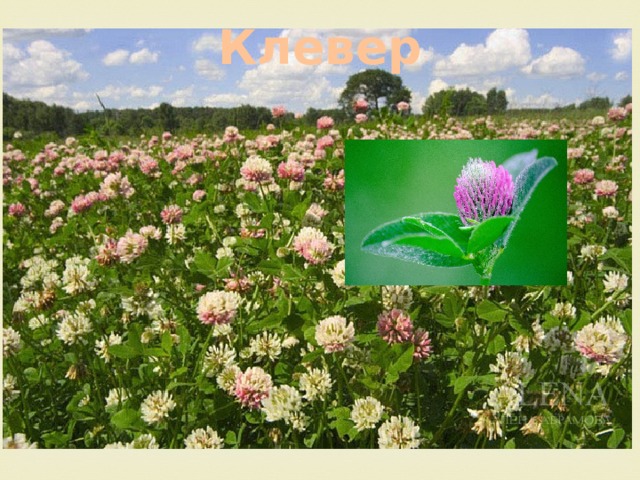 Клевер 