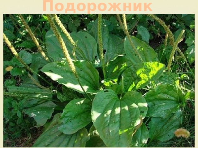Подорожник 
